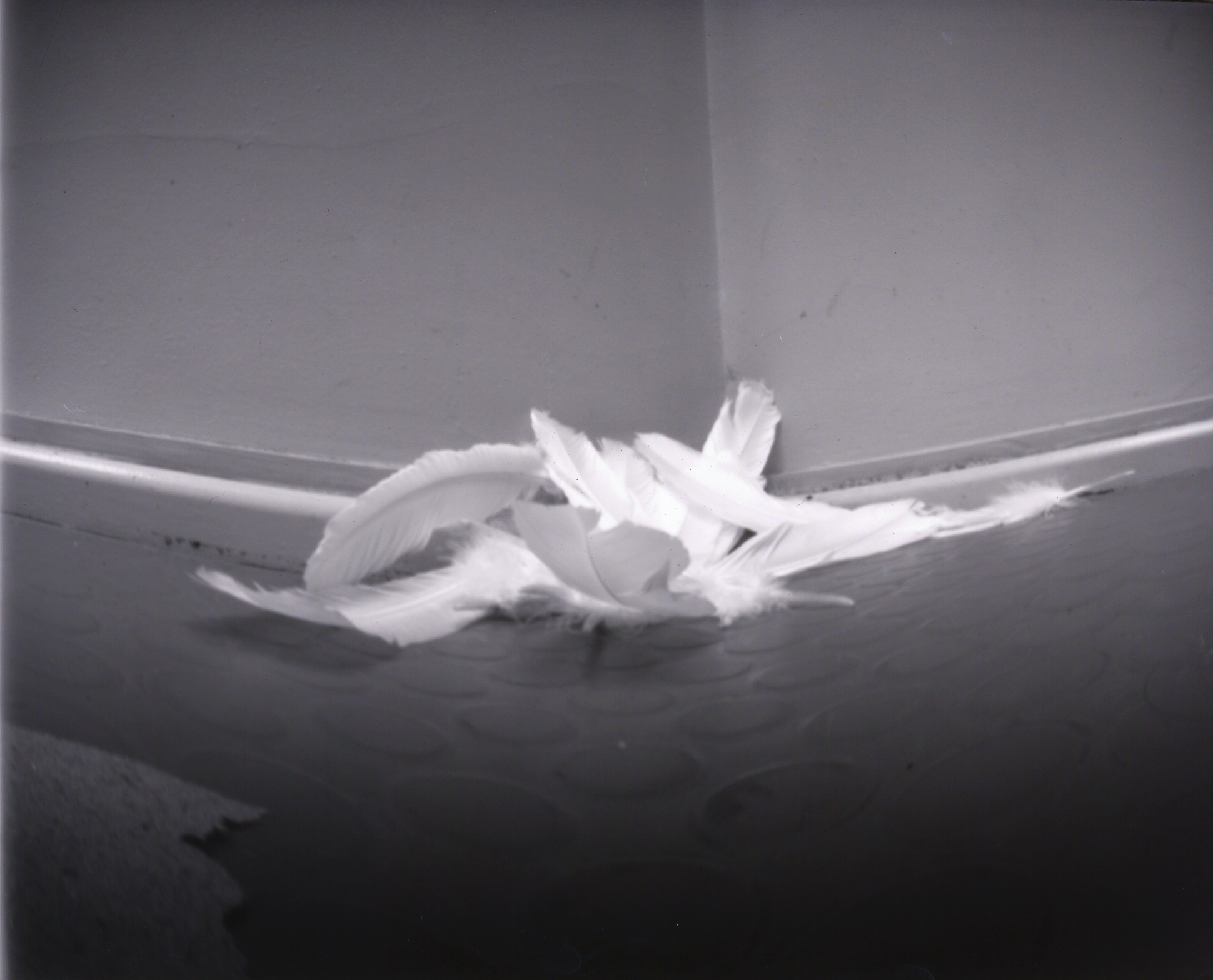 a black and white pinhole camera photograph with a curvature distortion around the edges;  on a rubber floor with raised circles, in a corner, approximately ten white feathers are strewn in a loose group; the walls are grey, there is a small bead of trim between the wall and the floor