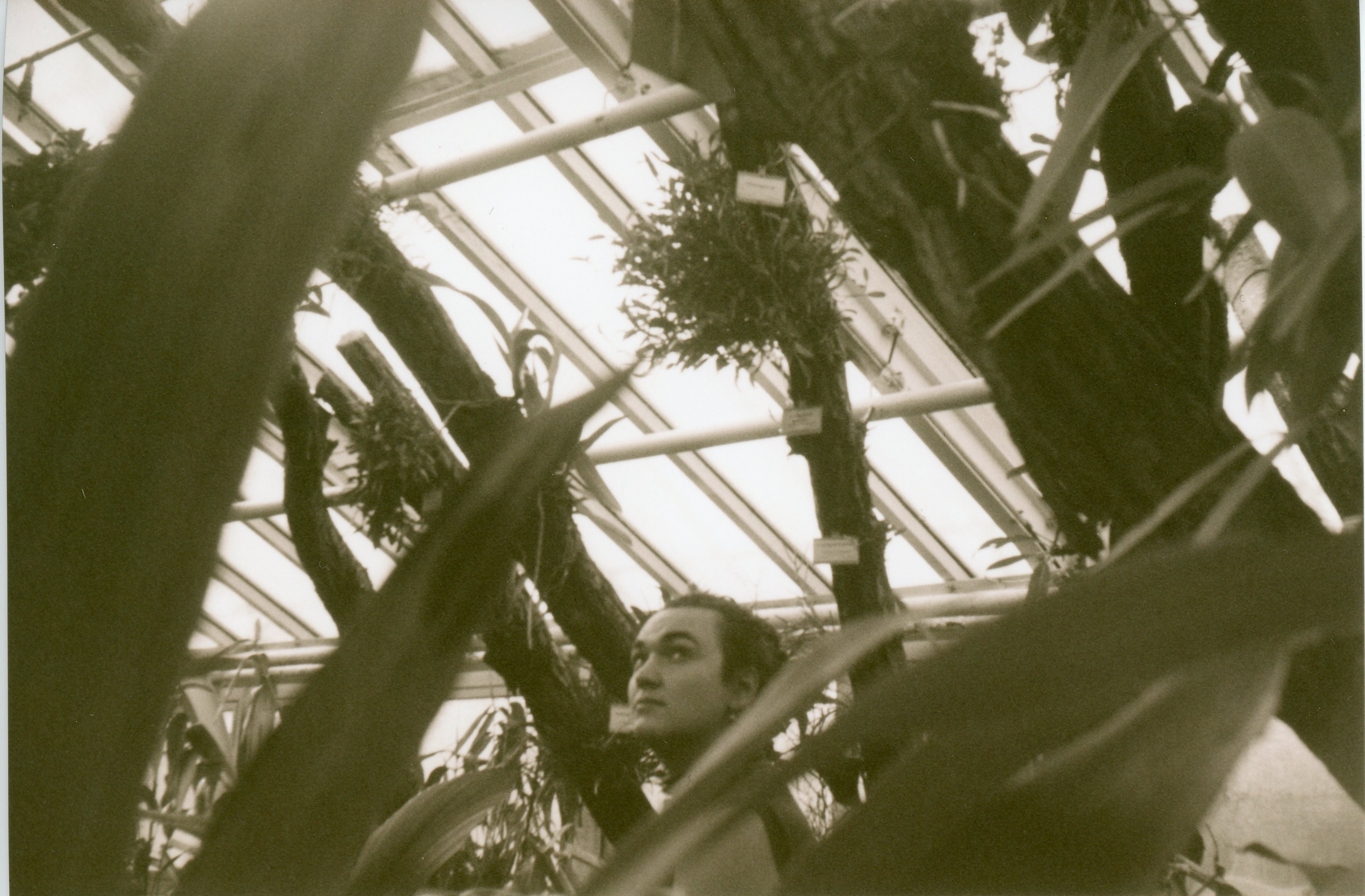 a black and white, sepia toned, 35mm print; at the bottom of the image a woman’s head and shoulders are visible; she is standing in a botanical garden greenhouse facing away from the camera, looking back over her shoulder;  she is partially obscured by large leaves out of focus in the foreground; there are many plants in the background and on the right; the background is the lattice of the greenhouse roof, behind which is overexposed