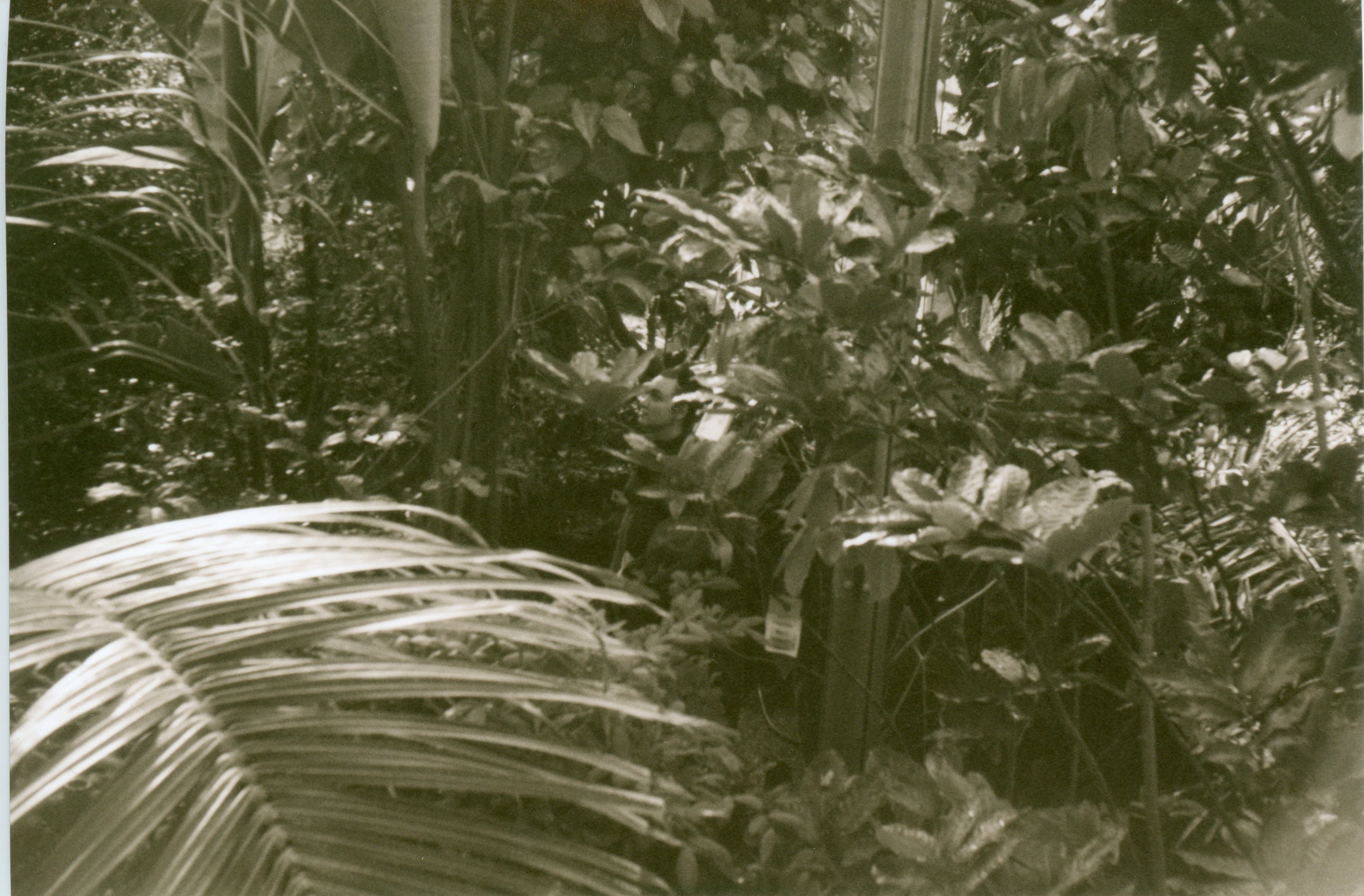 a black and white, sepia toned, 35mm print; the entire frame is filled with greenery and a person is barely viable in the center of the frame; there is a large, brightly lit palm frond in the bottom left quadrant curved towards the camera in the foreground, and everything else is set at the mid-ground and is slightly more shaded but still sunny