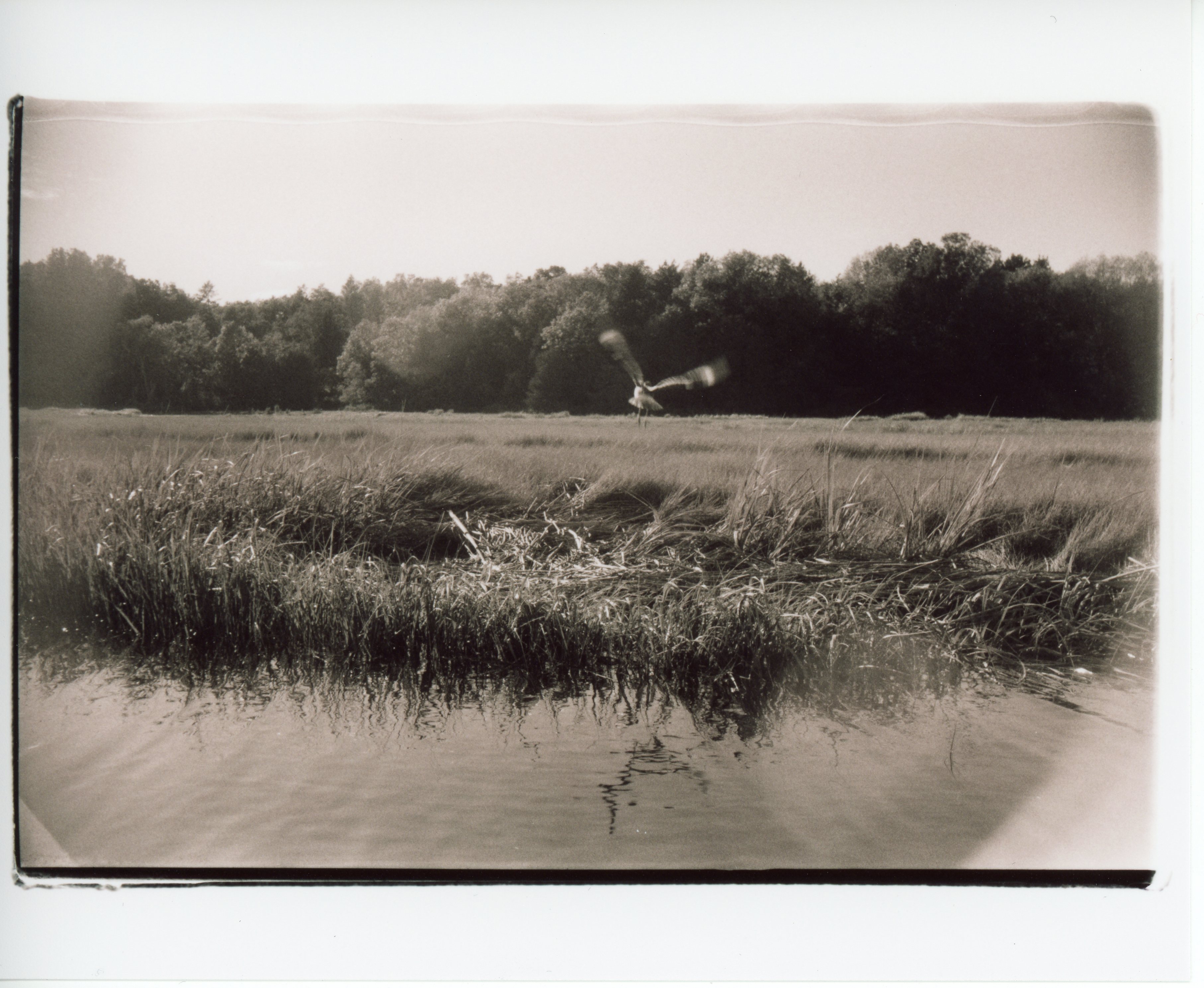 a black and white, sepia toned, 35mm print with messy edges the image shows a bird taking flight away from the camera in a sunny marsh; the image is divided roughly into fifths from top to bottom: clear sky, trees, marsh, tall grass, faintly rippled water
